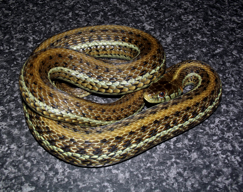 thamnophis eques scotti 6 copy